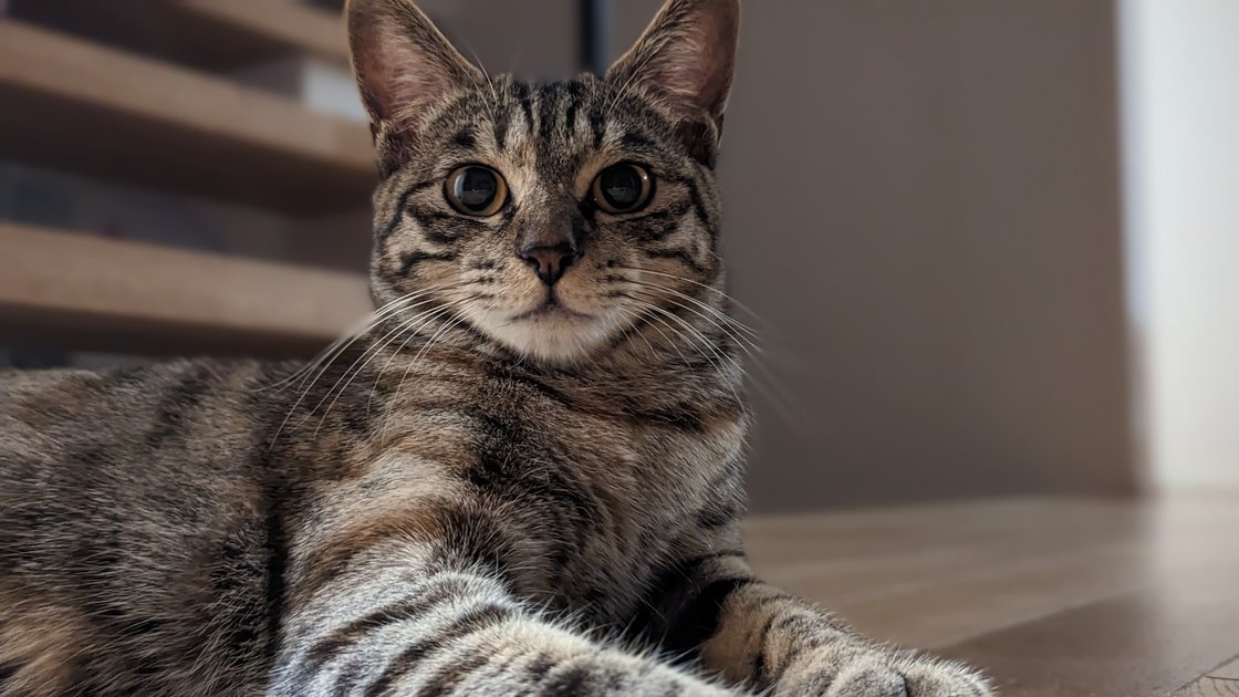 猫